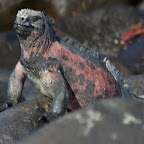 Española Island - Marine Iguana