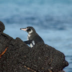 Floreana Island - A Galapagos Penguin