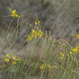 Floreana Island - Parkinsonia aculeata