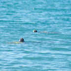 Floreana Island - Sea Turtles