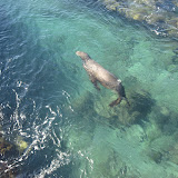 Bartolome Island - A Sea Lion swimming