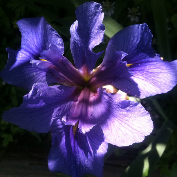 Spotting Image 1