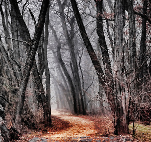 Dark Trail from NJScott
