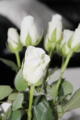 [hvite roser6[5].jpg]