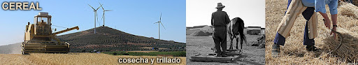 CEREAL: cosecha y trillado