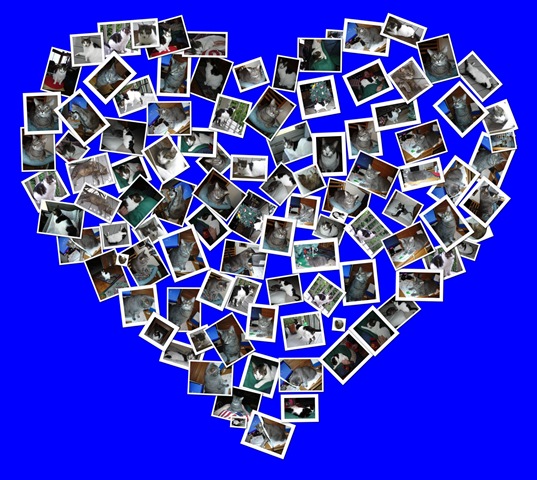 [C-A-T heart blue collage[9].jpg]