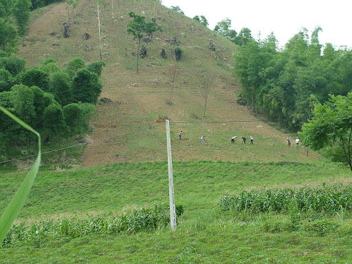 Bamboo Plantation