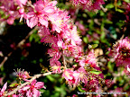 Mussoorie Uttarakhand flowers, Tarun Chandel Photoblog