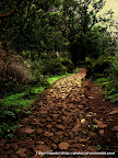 Nasik Jungle Path, Tarun Chandel Photoblog