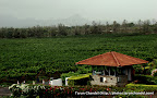 Sula Vineyard Nasik, Tarun Chandel Photoblog