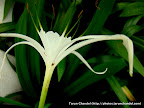 White Flower, Tarun Chandel Photoblog