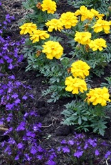 Colour-Complementary-yellow-violet