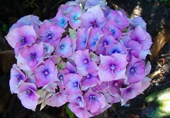 Colour-harmony-similar-Hydrangea