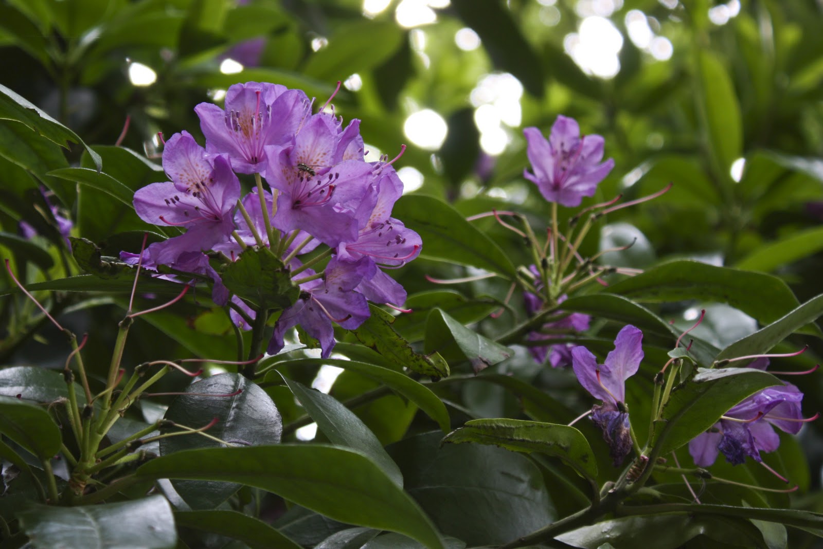 [Colour contrast green violet[3].jpg]