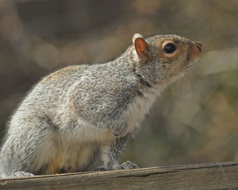 squirrel close-up