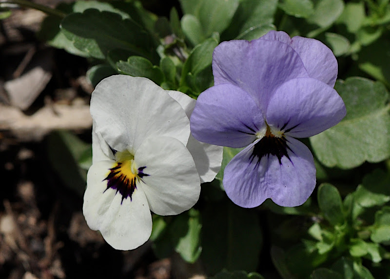 purple and white violet blossoms