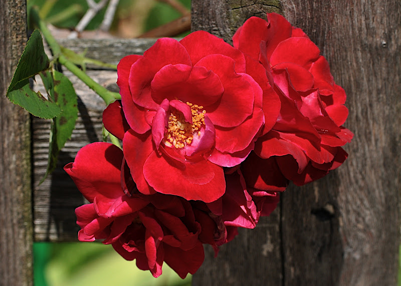 red rose