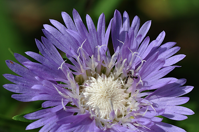 ants in Stokes aster