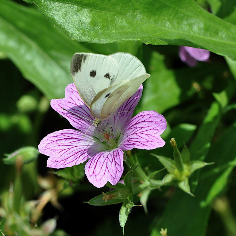 butterfly on flower