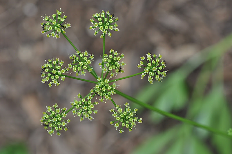 ants in parsley blossoms