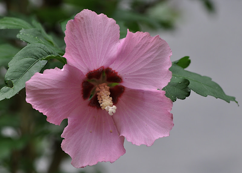 Pink Rose of Sharon Blossom
