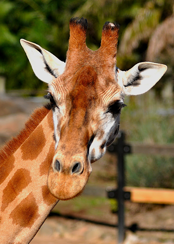 giraffe portrait