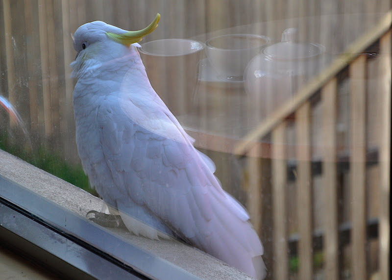 sulfur crested cockatoo eying chocolate