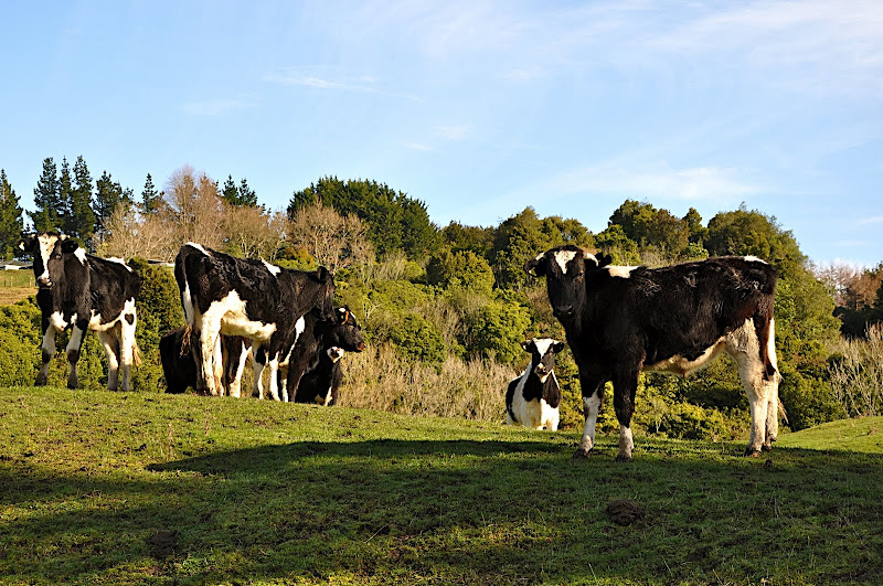 cattle, somewhere in NZ
