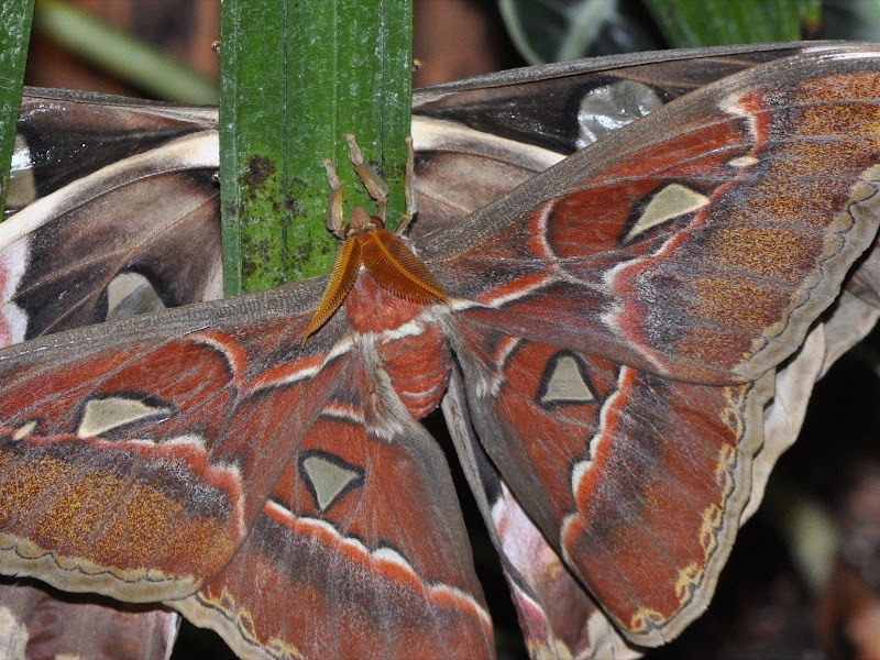 Atlas Moths mating