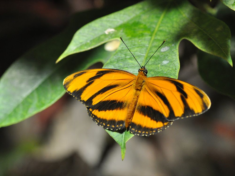 Orange Tiger butterfly