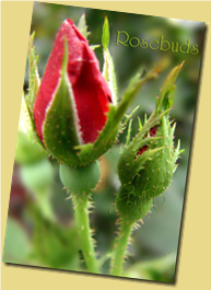 DSC05585-rosebuds copy