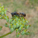 Wasp