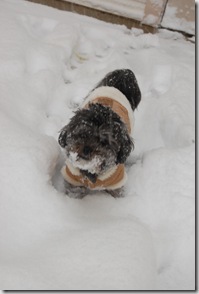 Pizza Snow 080