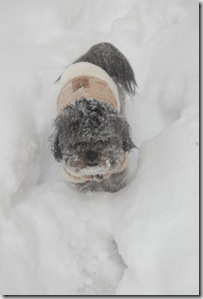 Pizza Snow 088