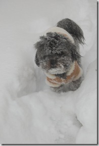 Pizza Snow 089