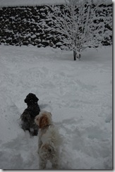 Snow 175