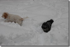Snow 190