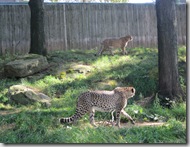 Picture 157