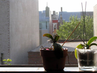 morning view