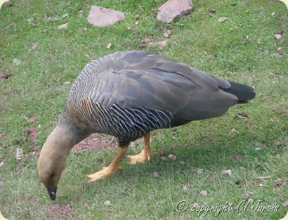 IMGP2560