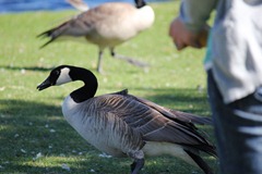 20110514 feed the birds (19) edit