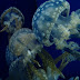 voyage coree (281).jpg, Corée 2009