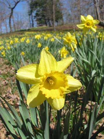 [Daffodil gardens 022[2].jpg]