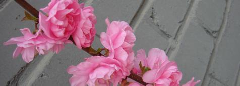 春の花