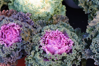 picture of leafy purple cabbage