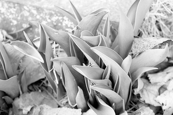 Tulips-coming-up-tra-bw