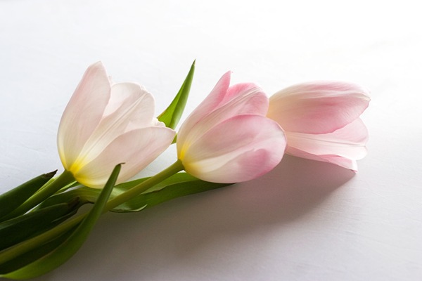three-tulips-2