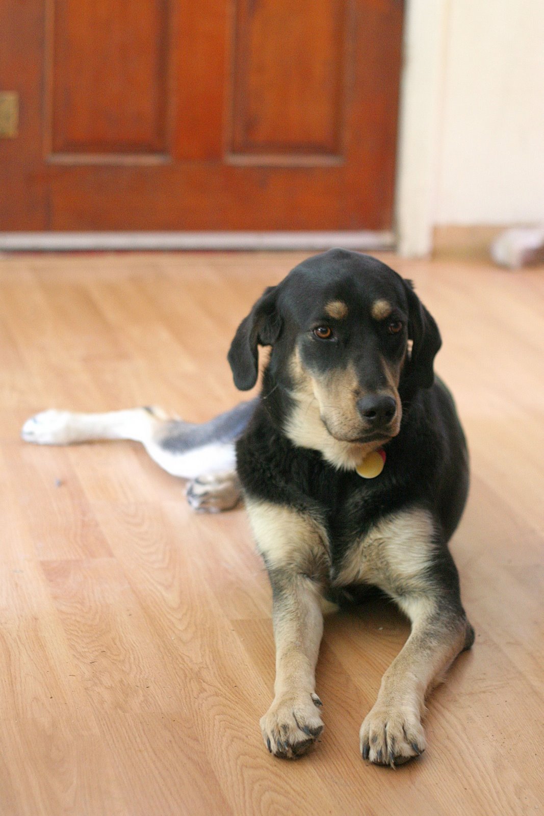 [Superdog2[3].jpg]