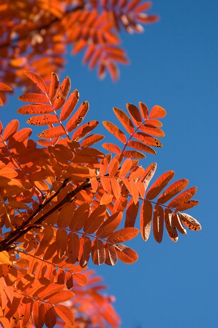 Bonnies-beautiful-mountain-ash