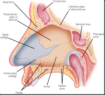 ent world diseases of the ear nose and throat nasal septum anatomy anatomy of the nose